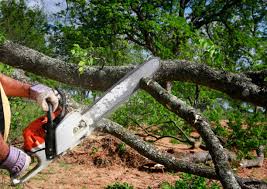 How Our Tree Care Process Works  in Mojave, CA